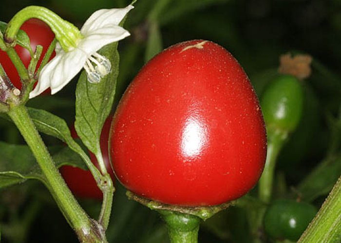 Aji Cereza