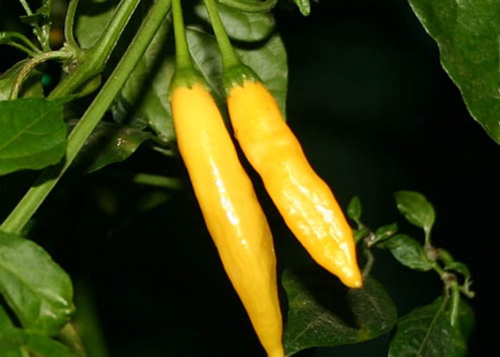 Aji Limon