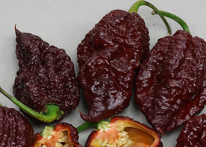 Apocalypse Chocolate