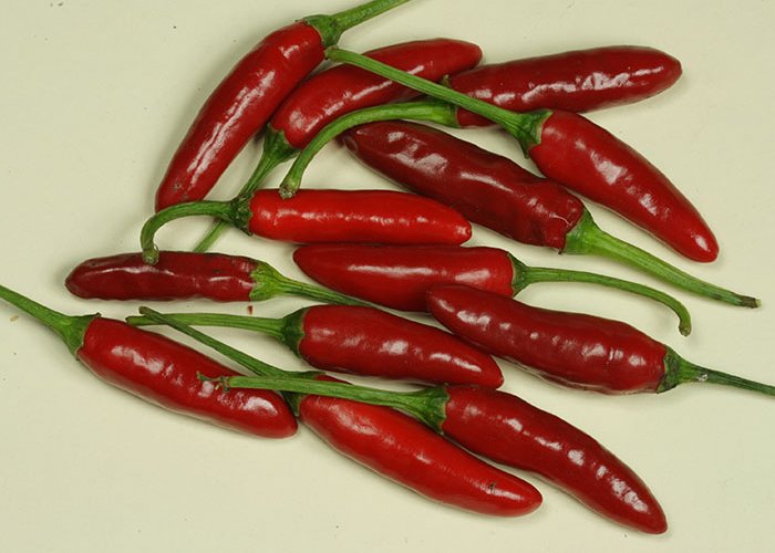Baumchili Rot