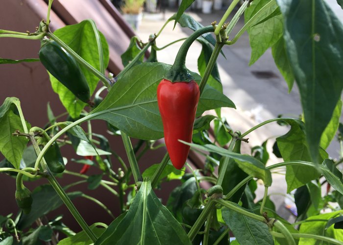 Cayenne
