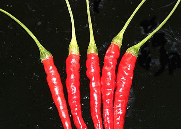 Chile de Arbol
