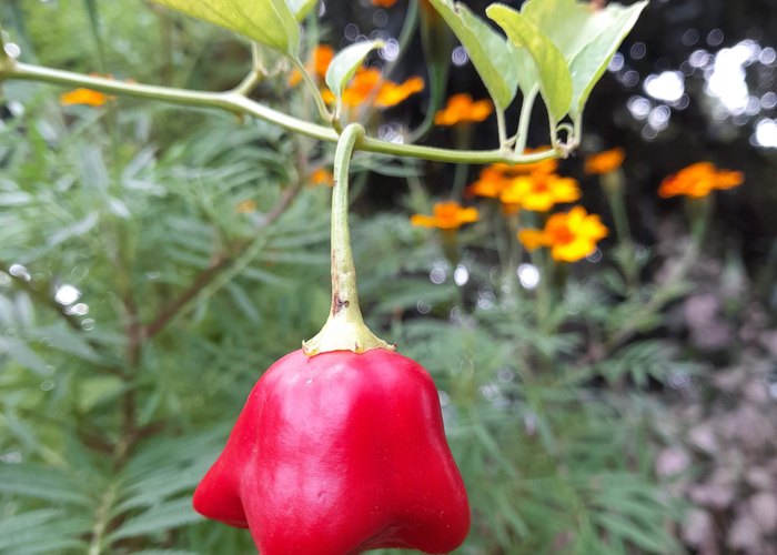 Christmas Bell