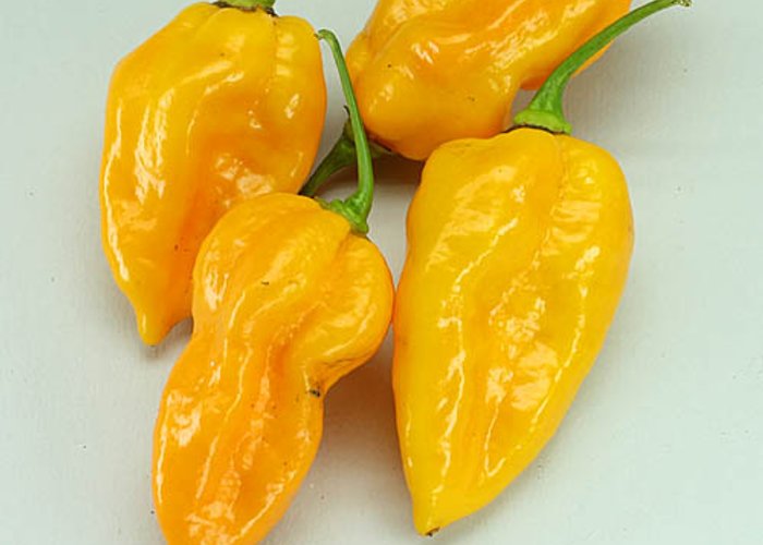 Devil's Tongue Yellow