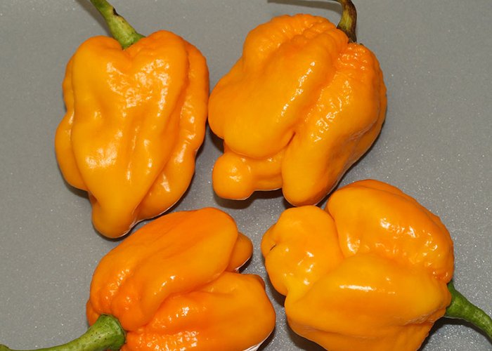 Douglah Billyboy Yellow