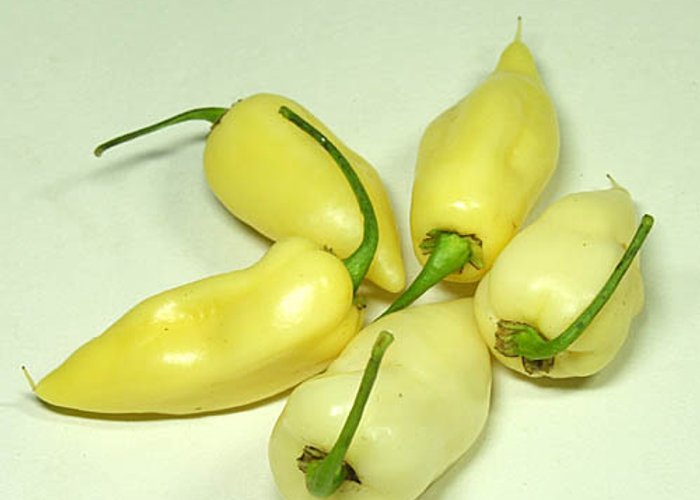 Fatalii White