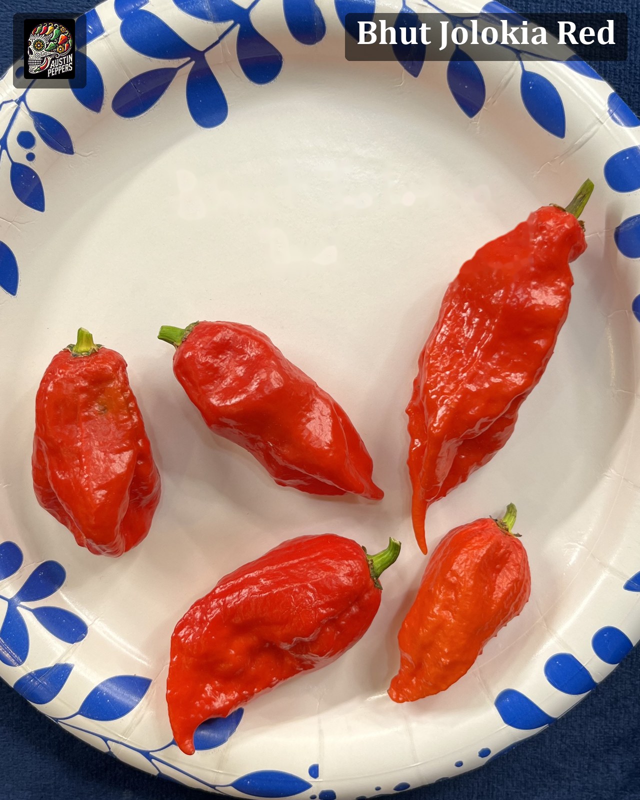 Ghost Pepper pepper