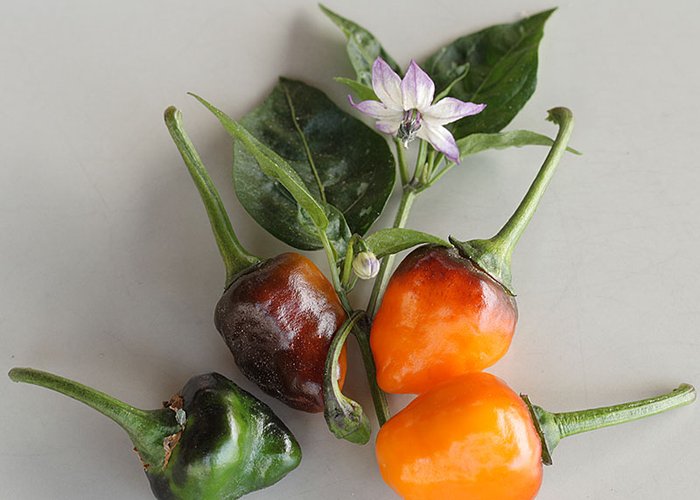 Golden Nugget Variegated