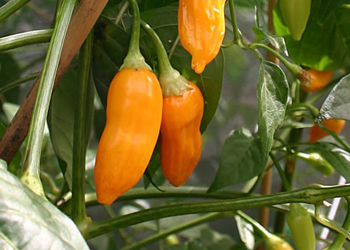Habanero