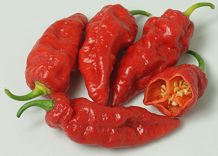 Naga Morich