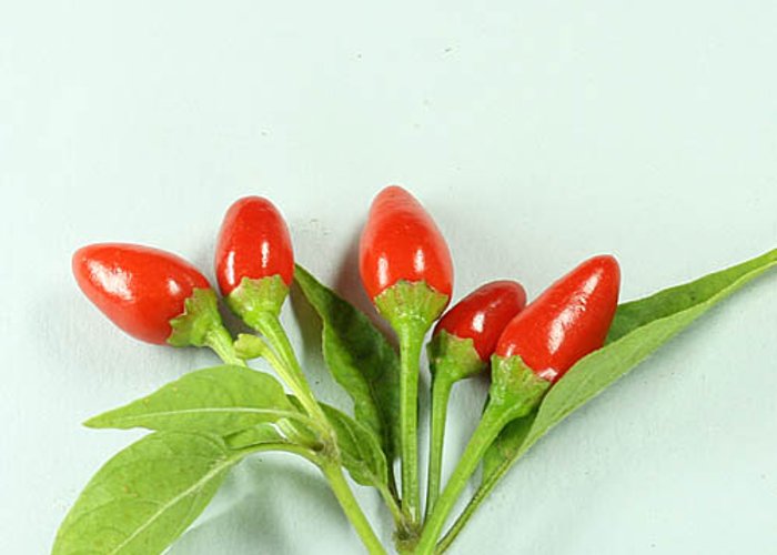 NuMex Bailey Piquín