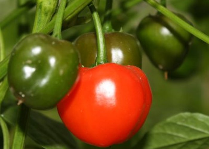 Peppadew