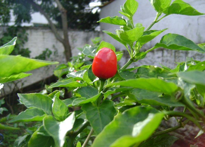 Pimenta de Cheiro