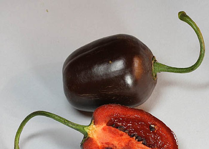Rocoto Brown