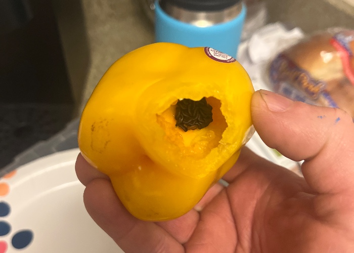 Rocoto Manzano Amarillo
