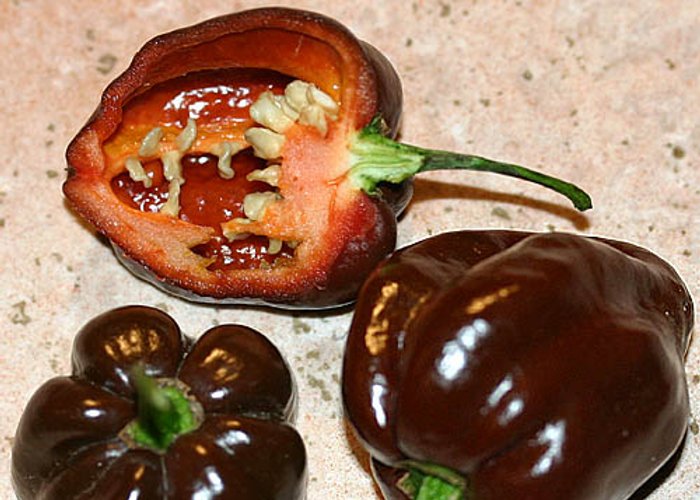 Trinidad Congo Black