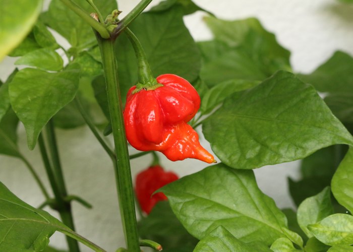 Trinidad Scorpion Butch T